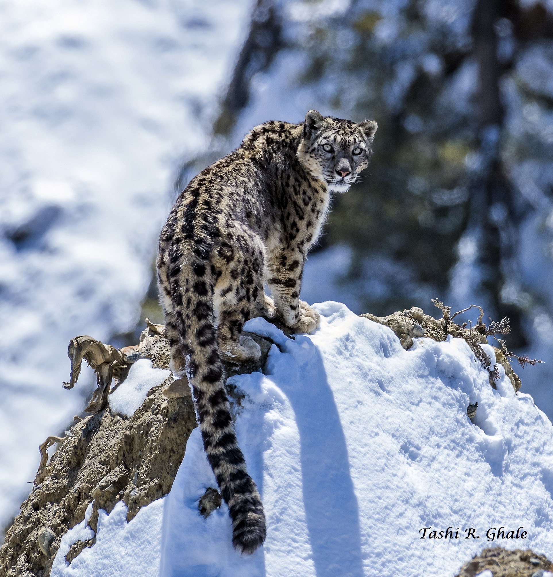 <a href="http://lowfareindia.com/tour/himachal-snow-leopard-expedition-unveiling-the-mysteries-of-the-himalayas/" target="_blank" style="color: #61CE70;">Snow Leopard!</a>