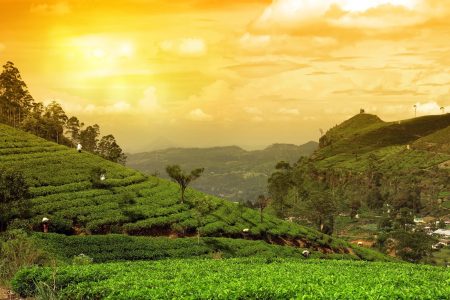Discover Sri Lanka – The Wonder Of Asia 7-Day Itinerary