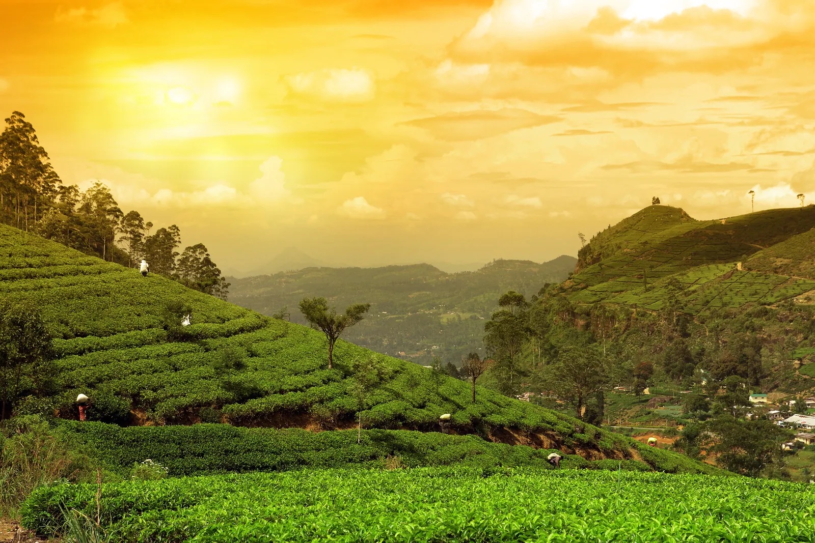 Discover Sri Lanka - The Wonder Of Asia 7-Day Itinerary - Low Fare India